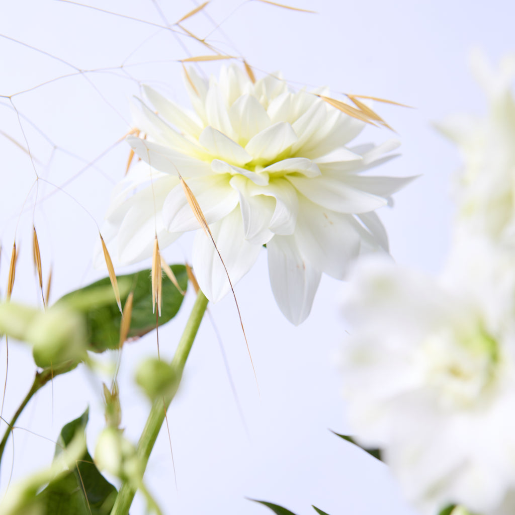 Champagne Supernova (White delphinium / Dahlia / Achillea / Heliopsis / Grasses / Soft ruscus)