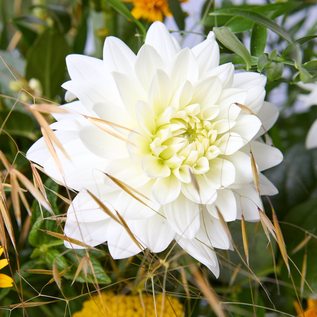 Champagne Supernova (White delphinium / Dahlia / Achillea / Heliopsis / Grasses / Soft ruscus)